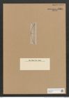 Amphora micans A. Schm. (de-Toni-Nr.: Genus 36, Species 1541) Zeichnungen Sammlung Grunow Nr. 2964 (NHMW-BOT-W0370325)